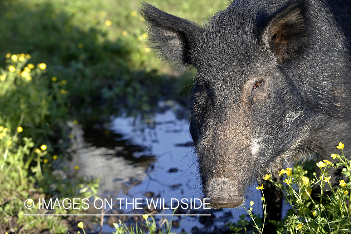Feral hog in habitat.