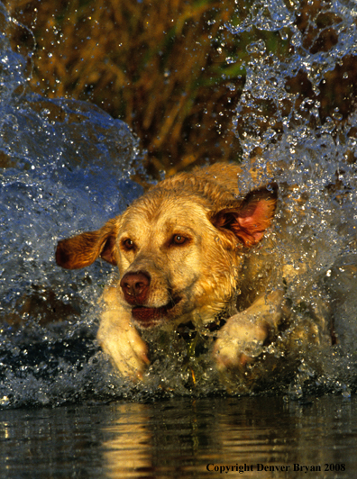 Labrador Retriever retrieving