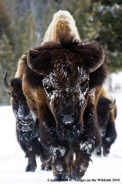 American Bison in habitat