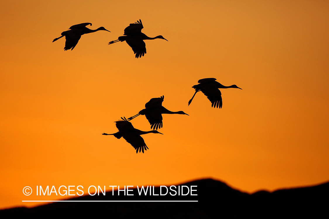 Sandhill crane flock in flight. 