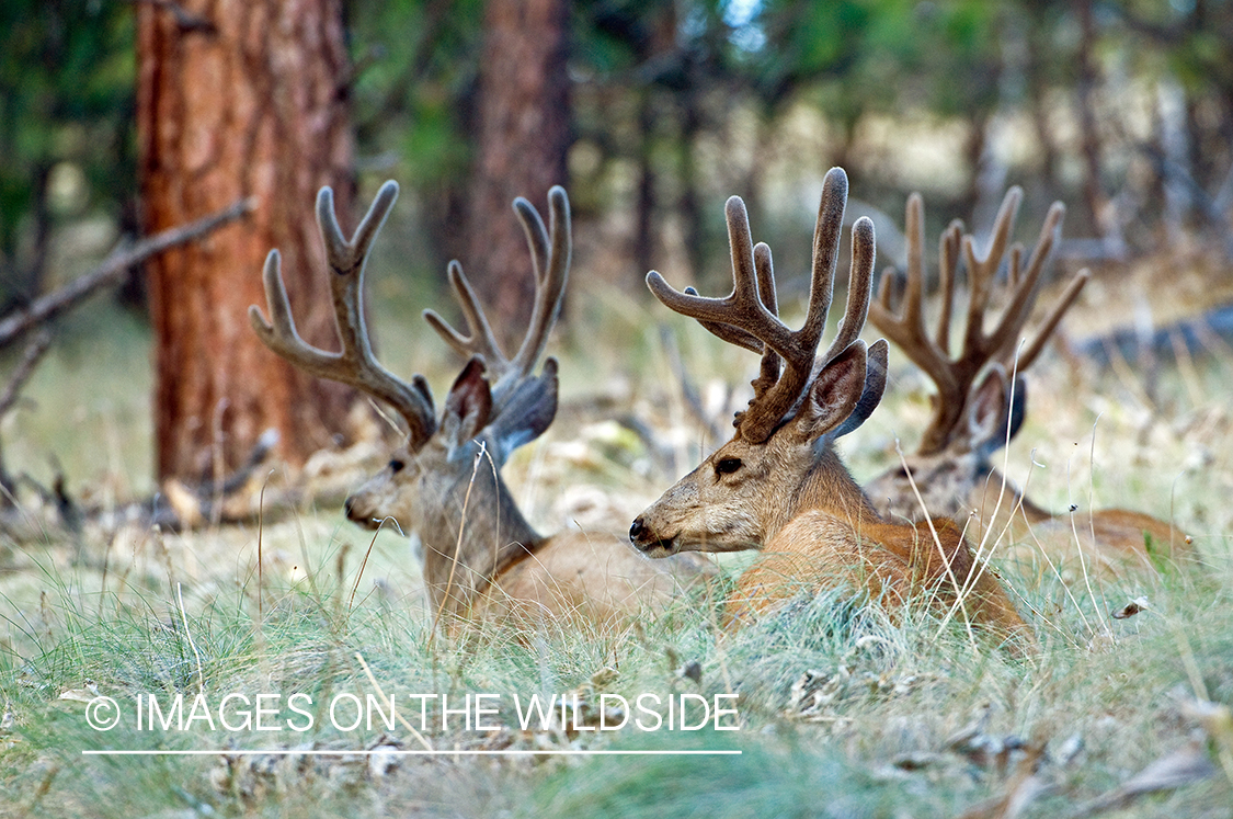 Mule Bucks in Velvet 