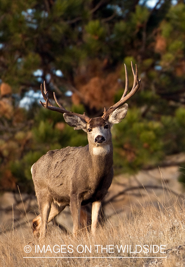 Mule Buck
