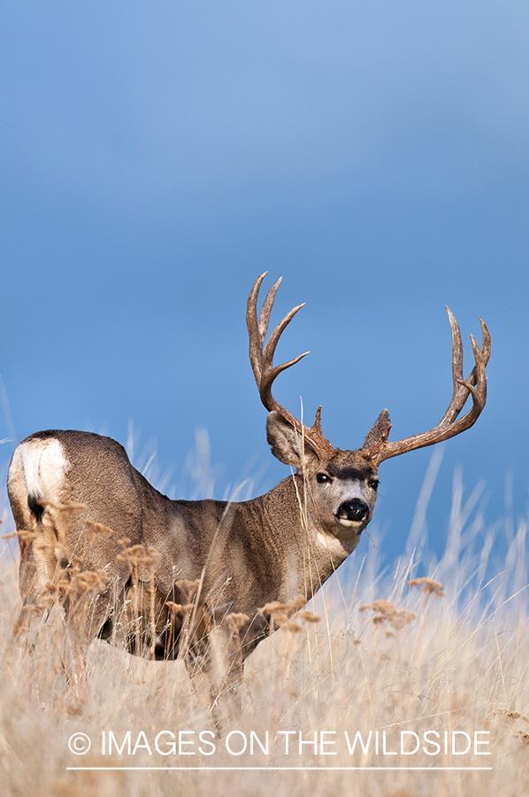 Mule Deer in habitat.