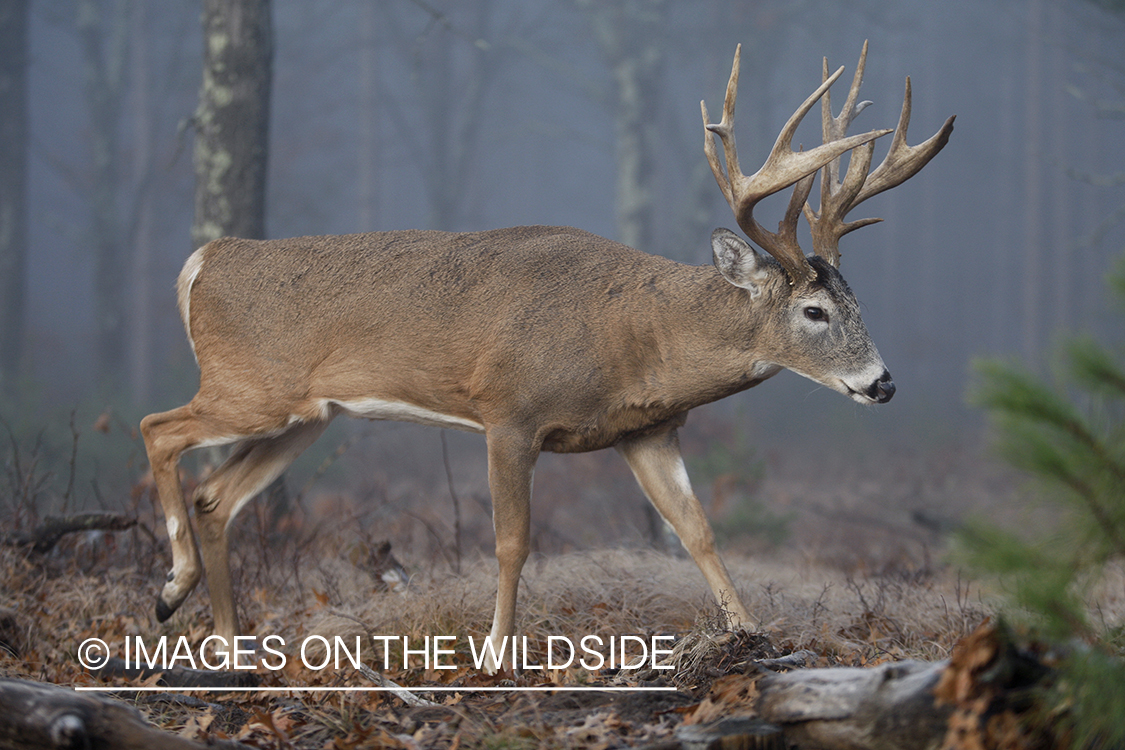 Whitetail buck in habitat.