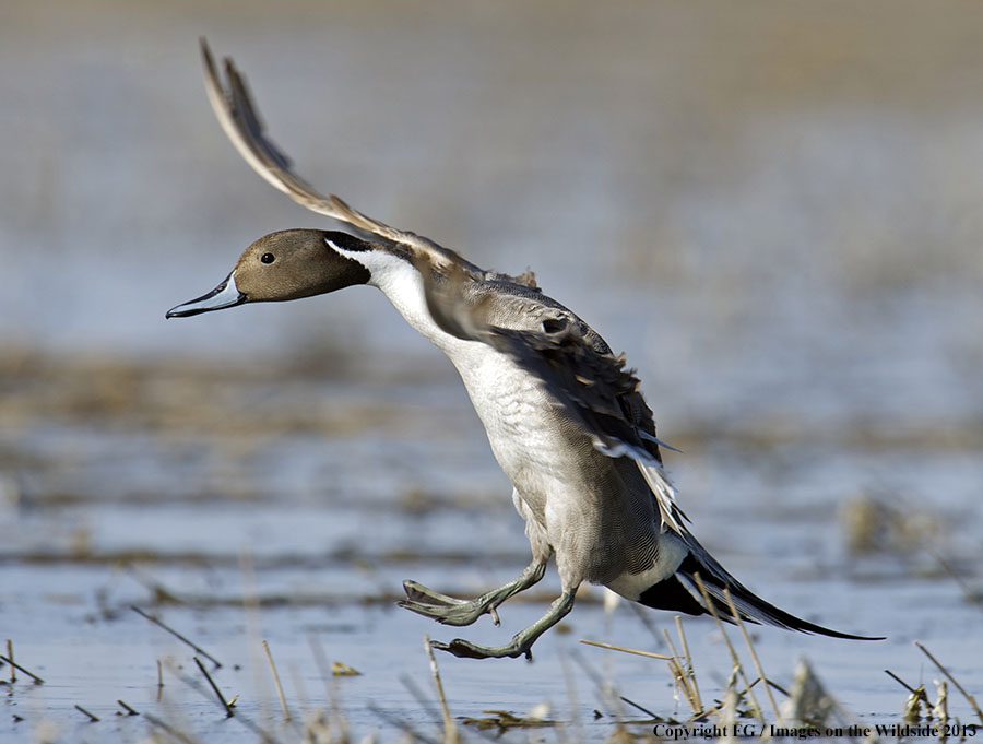 Pintail landing on water.