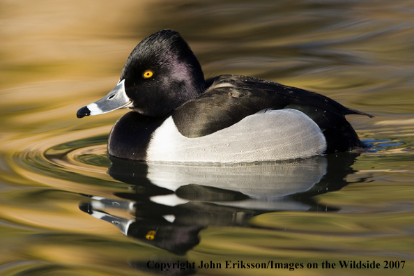 Ring-necked duck