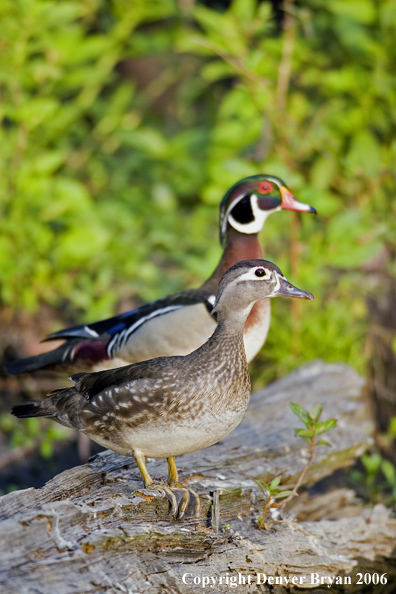 Wood duck pair.