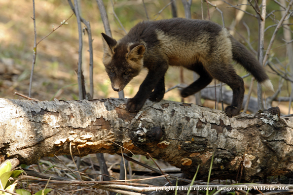 Baby Red Fox in habitat