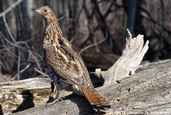 Ruffed Grouse in habitat. 