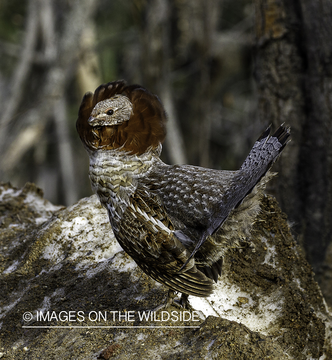Ruffed Grouse