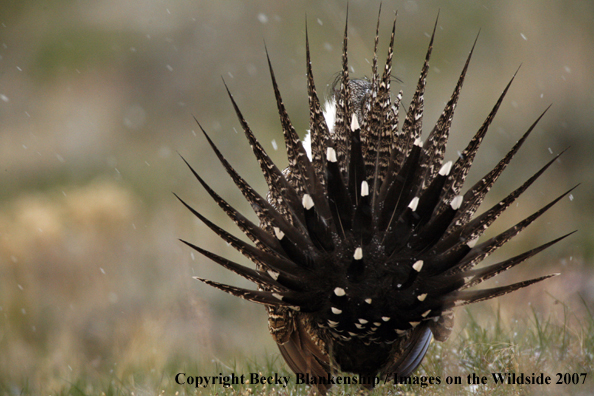 Sage grouse in habitat