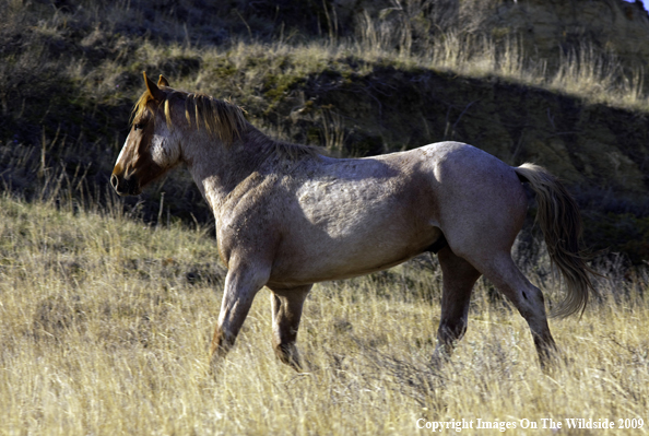 Wild horse running 