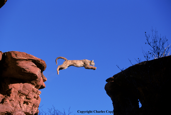 Mountain Lion in habitat