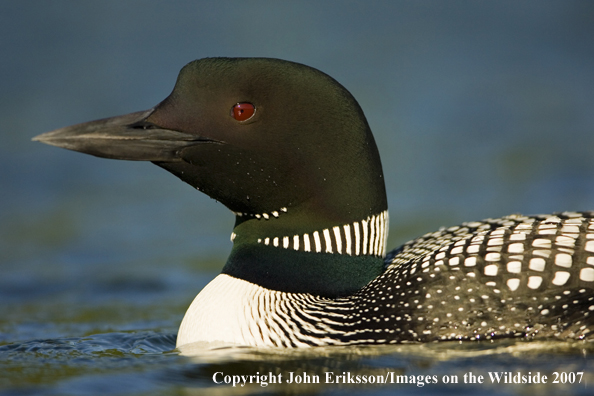 Loon in habitat