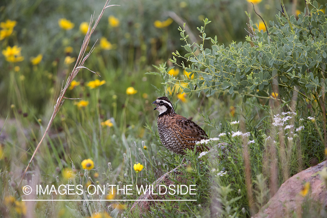 Bobwhite Quail calling.