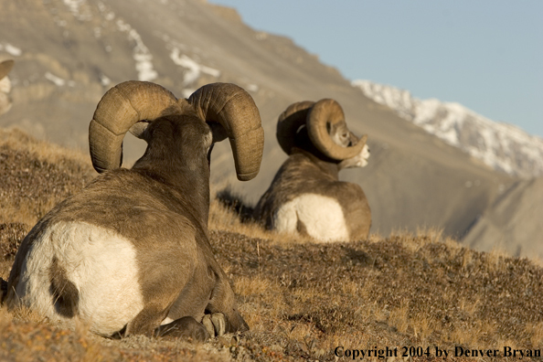 Herd of Rocky Mountain bighorn sheep (rams).