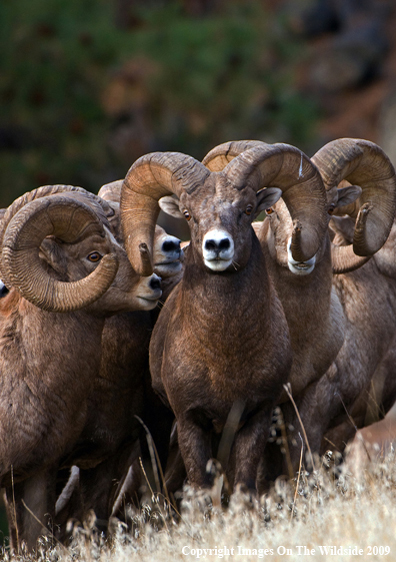 Rocky Mountain Bighorn Sheep