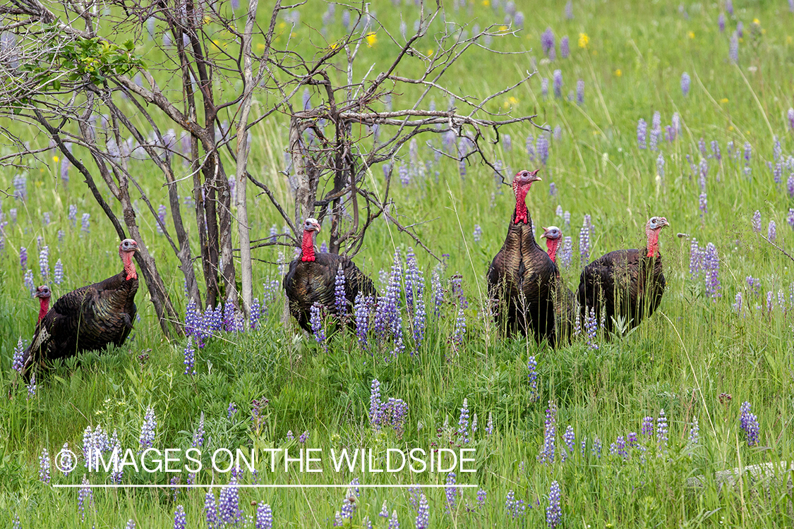 Merriam turkey in field of lupine.