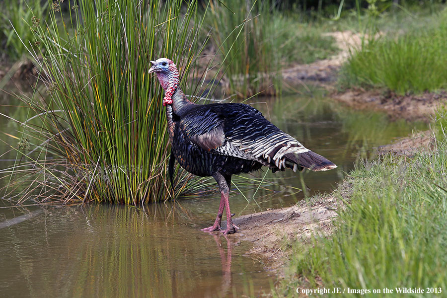 Rio Grande Turkey in habitat. 