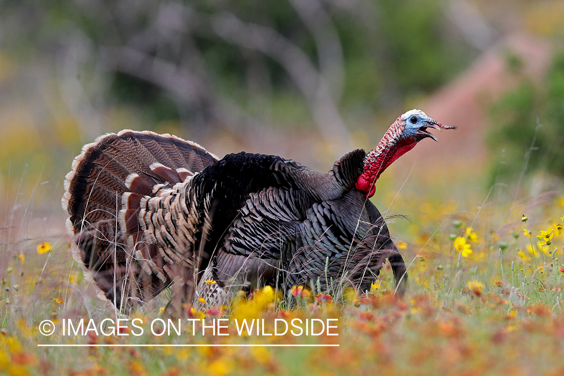 Rio Grande Turkey in habitat.