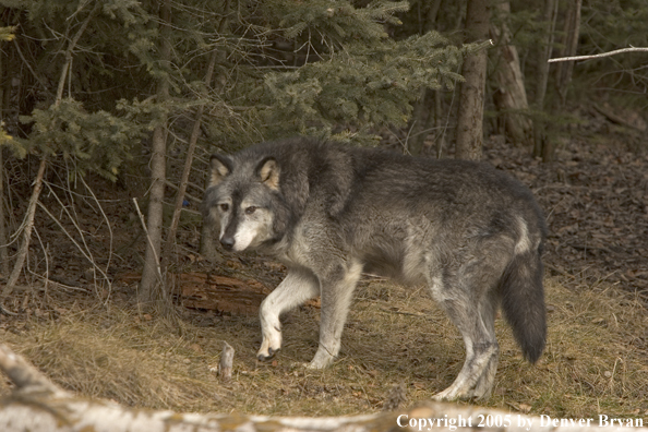 Gray wolf (black phase) in habitat.