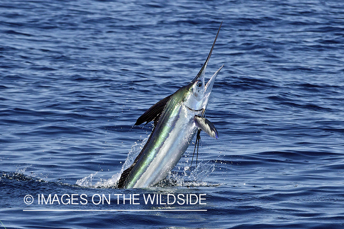 Deep sea fisherman fighting jumping white marlin.