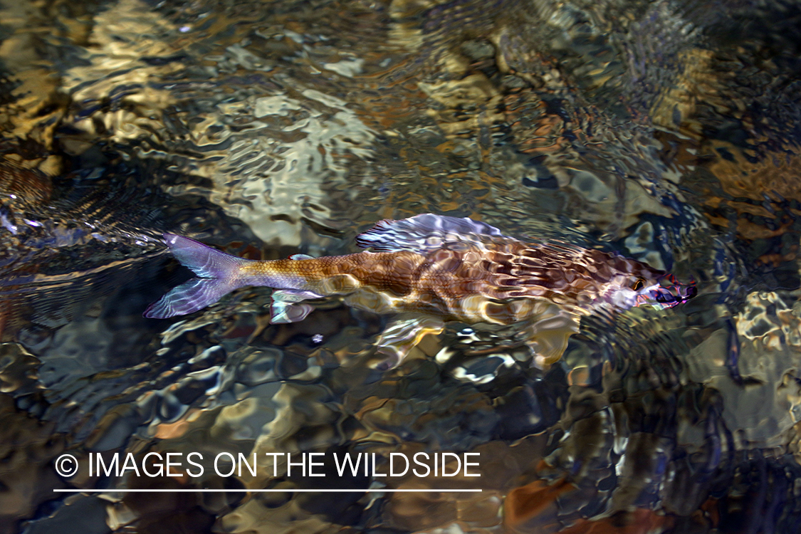 Grayling fish in river.