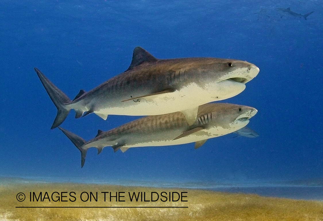 Tiger sharks in habitat.