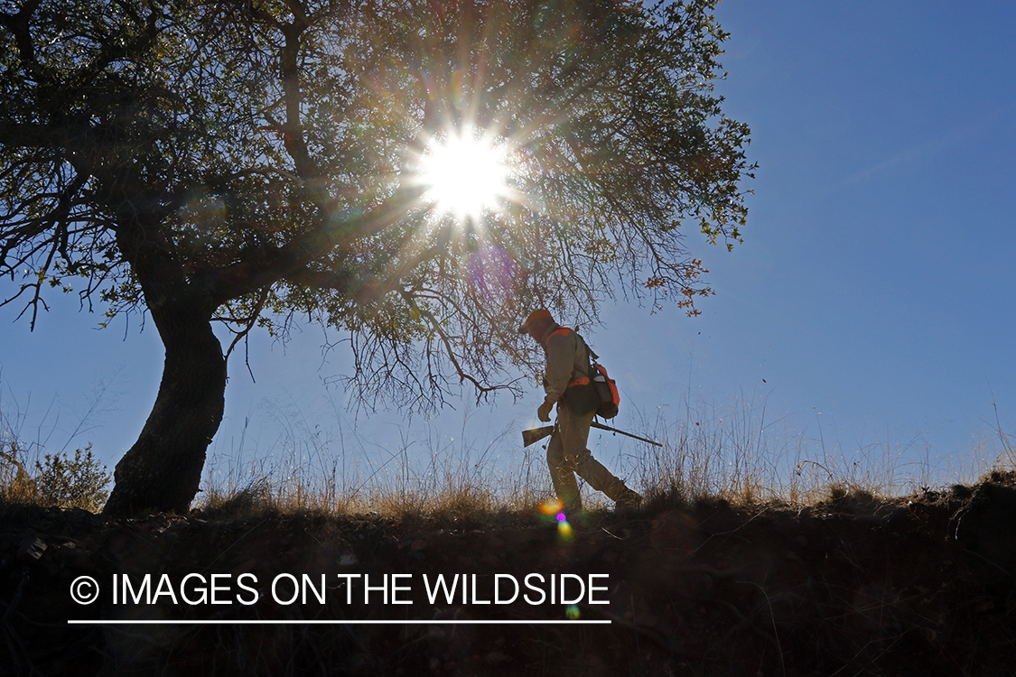 Mearns quail hunter in field.