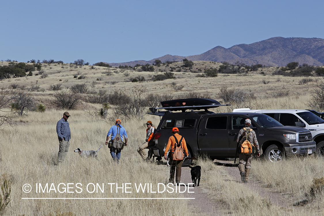 Upland game bird hunters with dogs in field.