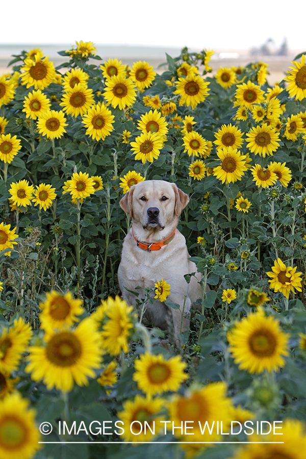 Yellow lab on a dove hunt in a sunflower field. 