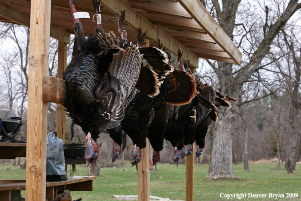 Bagged Merriam's turkeys