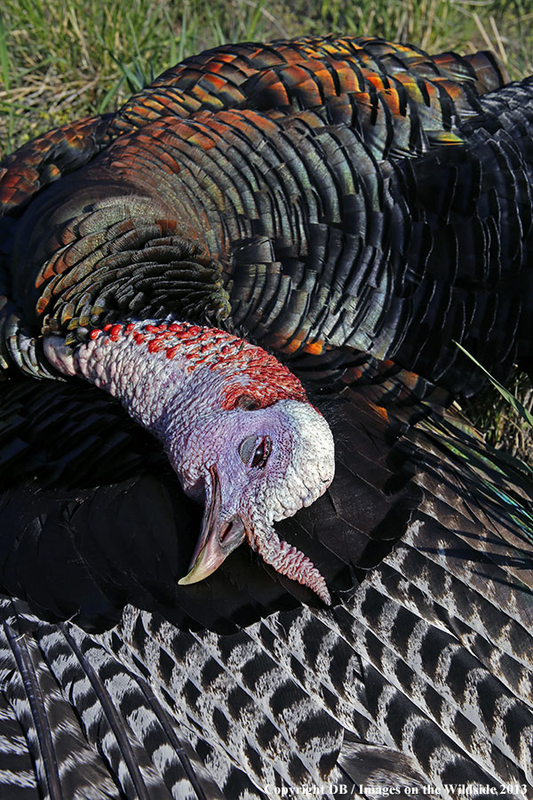 Recently killed turkey.