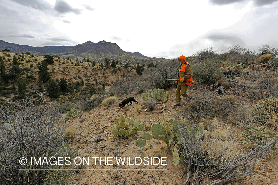 Quail hunter hunting Gambel's Quail in Arizona.