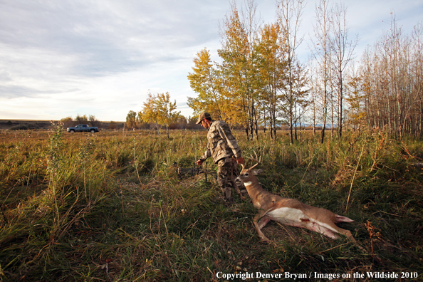 Bowhunter dragging downed white-tailed buck.