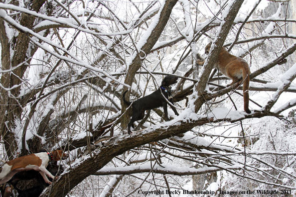 Hunting dogs holding mountain lion in tree