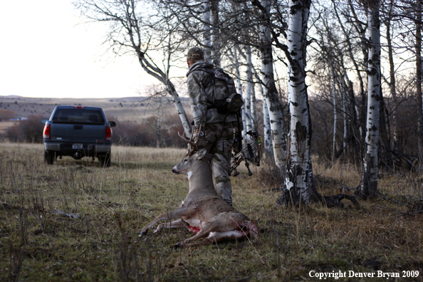 Bowhunter with bagged whitetail buck.