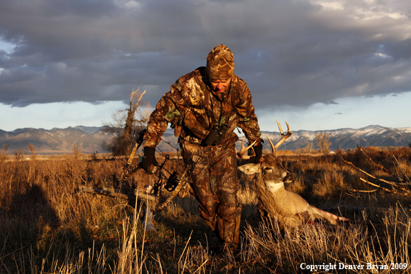 Bowhunter dragging bagged whitetail deer.