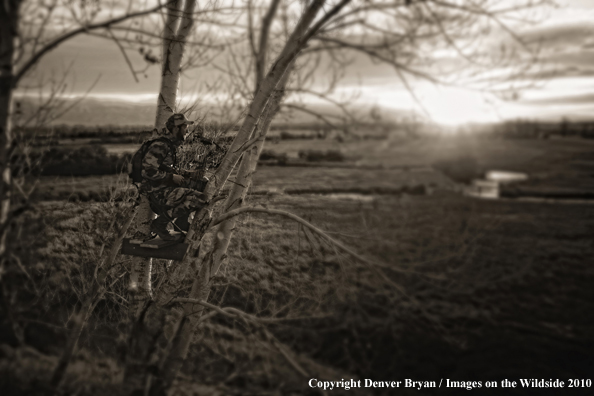 Bowhunter sitting in tree stand. (Original image # 11049-016.84D)
