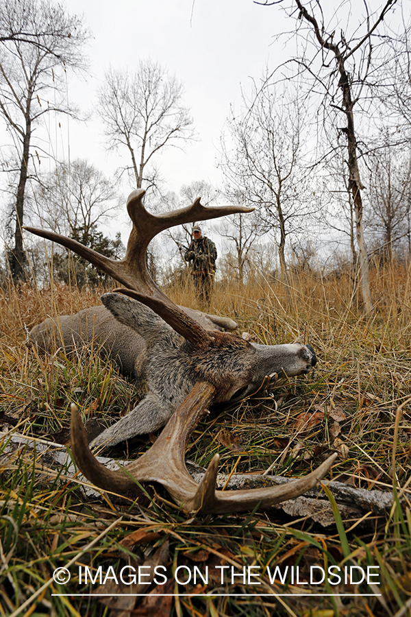 Bowhunter approaching downed white-tailed buck.