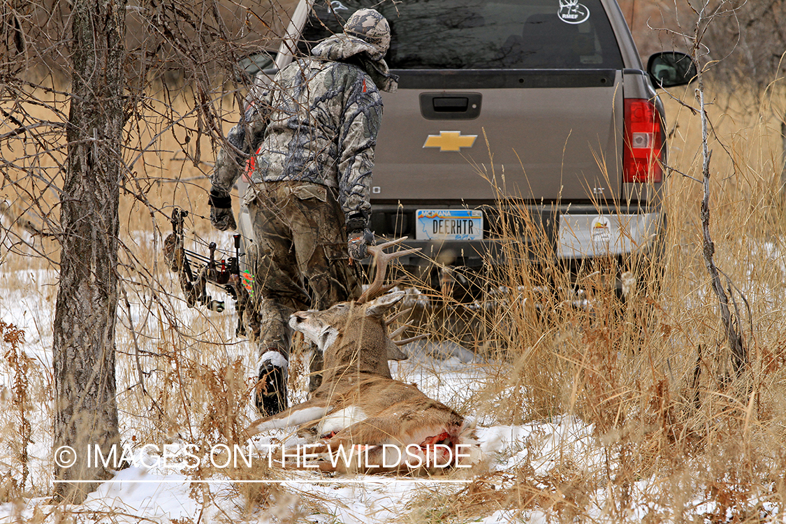 Bowhunter dragging bagged white-tailed buck.