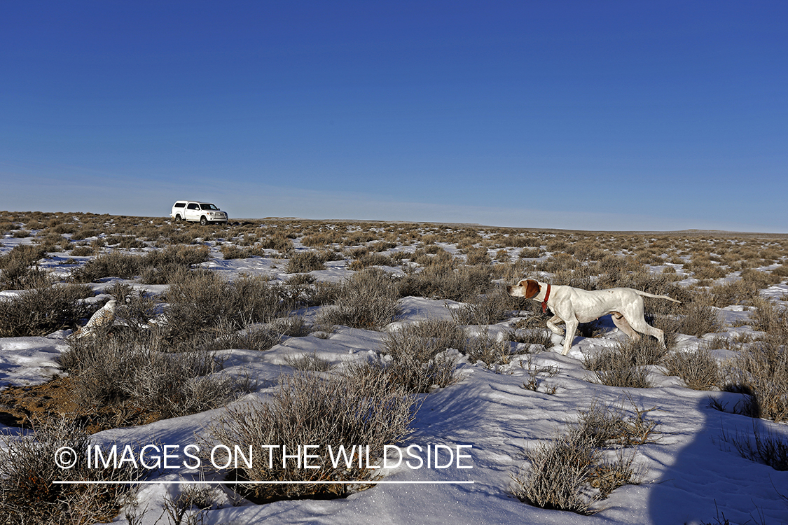 Gyr falcon on kill with english pointer.