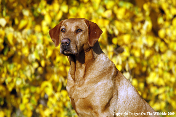 Yellow Labrador Retriever