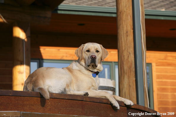 Yellow Labrador Retriever on deck