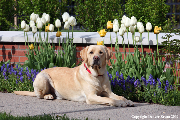 Yellow Labrador Retriever by flowers