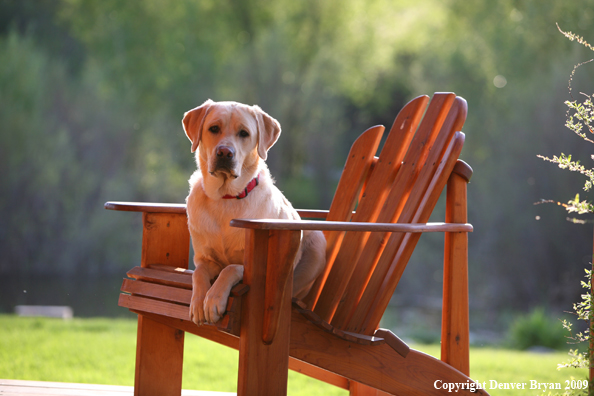Yellow Labrador Retriever in chair