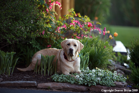 Yellow Labrador Retriever by flowers