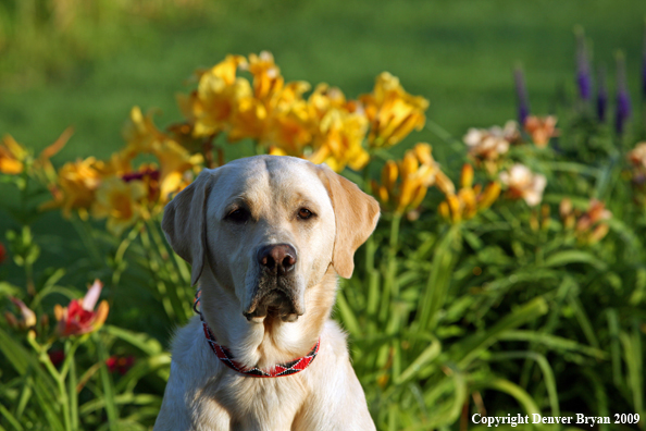 Yellow Labrador Retriever by flowers