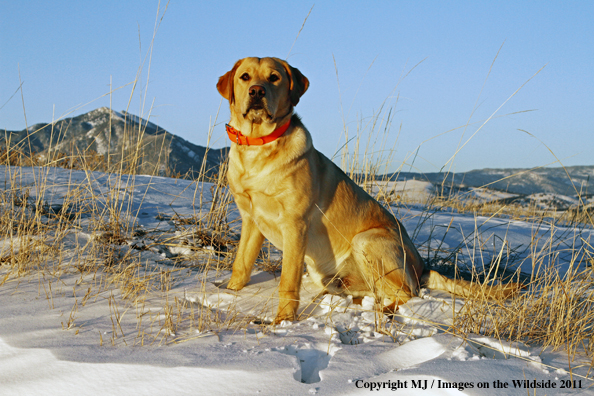 Yellow Labrador Retriever in winter