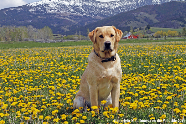 Yellow Labrador Retriever.